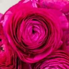 Stems In Bulk: Watermelon Pink Ranunculus Fresh Cut Flower