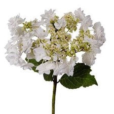 Stems In Bulk: Wedding White Lace Cap Hydrangea