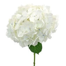 Stems In Bulk: White Hydrangea Flower