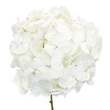 Stems In Bulk: White Hydrangea Flower