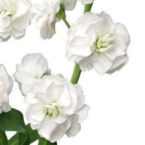 Stems In Bulk: White Spray Stock Flower