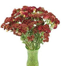 Stems In Bulk: Yarrow Cottage Red