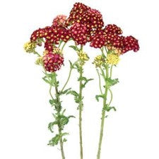 Stems In Bulk: Yarrow Cottage Red
