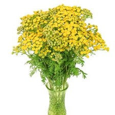 Stems In Bulk: Yarrow Tansy Filler Flower