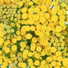 Stems In Bulk: Yarrow Tansy Filler Flower