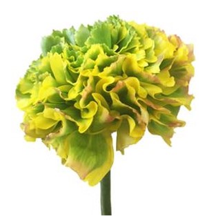 Stems In Bulk: Yellow And Green Pon Pon Ranunculus