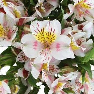 DIY wedding flowers | Cheap wedding bouquet | DIY wedding bouquet | For sale wedding flowers | DIY flower centerpieces | DIY wedding centerpieces | DIY cheap | Cheap florist Louisville KY | Wedding florist Louisville KY | Wedding florist near me | Florist near me