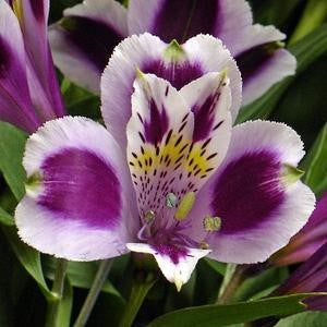 DIY wedding flowers | Cheap wedding bouquet | DIY wedding bouquet | For sale wedding flowers | DIY flower centerpieces | DIY wedding centerpieces | DIY cheap | Cheap florist Louisville KY | Wedding florist Louisville KY | Wedding florist near me | Florist near me
