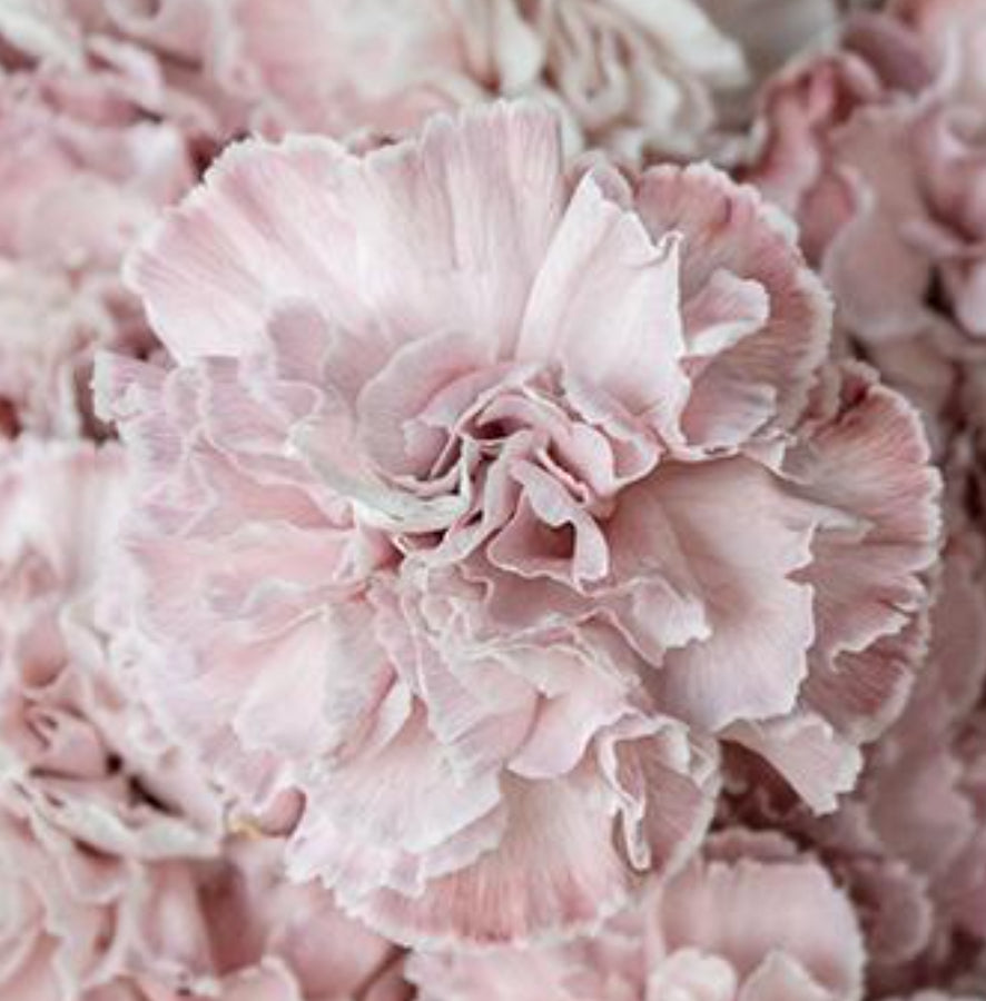 DIY wedding flowers | Cheap wedding bouquet | DIY wedding bouquet | For sale wedding flowers | DIY flower centerpieces | DIY wedding centerpieces | DIY cheap | Cheap florist Louisville KY | Wedding florist Louisville KY | Wedding florist near me | Florist near me