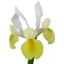DIY wedding flowers | Cheap wedding bouquet | DIY wedding bouquet | For sale wedding flowers | DIY flower centerpieces | DIY wedding centerpieces | DIY cheap | Cheap florist Louisville KY | Wedding florist Louisville KY | Wedding florist near me | Florist near me r